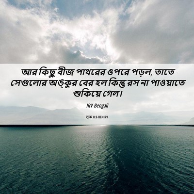 Picture 06 - লূক 8:6 BENIRV - আর কিছু বীজ পাথরের - Bible Verse Picture