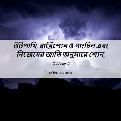 Picture 06 - লেবীয়া 11:16 BENIRV - উটপাখি, - Bible Verse Picture