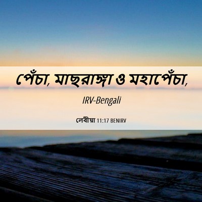 Picture 06 - লেবীয়া 11:17 BENIRV - পেঁচা, মাছরাঙ্গা ও - Bible Verse Picture