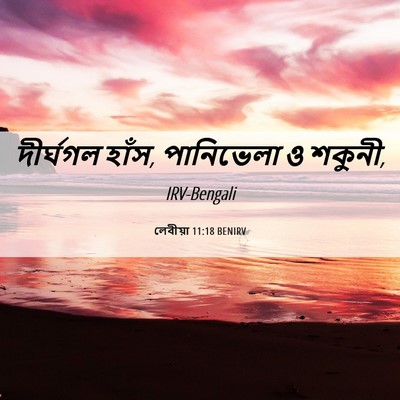 Picture 06 - লেবীয়া 11:18 BENIRV - দীর্ঘগল হাঁস, - Bible Verse Picture