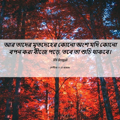 Picture 06 - লেবীয়া 11:37 BENIRV - আর তাদের মৃতদেহের - Bible Verse Picture