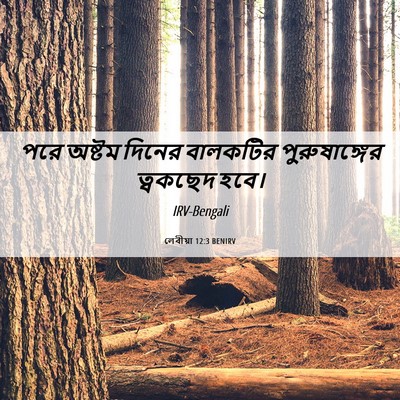 Picture 06 - লেবীয়া 12:3 BENIRV - পরে অষ্টম দিনের - Bible Verse Picture