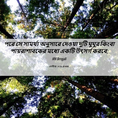 Picture 06 - লেবীয়া 14:30 BENIRV - পরে সে সামর্থ্য - Bible Verse Picture
