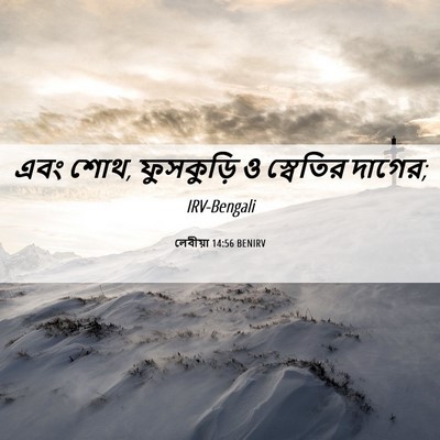 Picture 06 - লেবীয়া 14:56 BENIRV - এবং শোথ, ফুসকুড়ি ও - Bible Verse Picture
