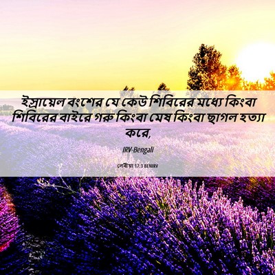 Picture 06 - লেবীয়া 17:3 BENIRV - ইস্রায়েল বংশের - Bible Verse Picture