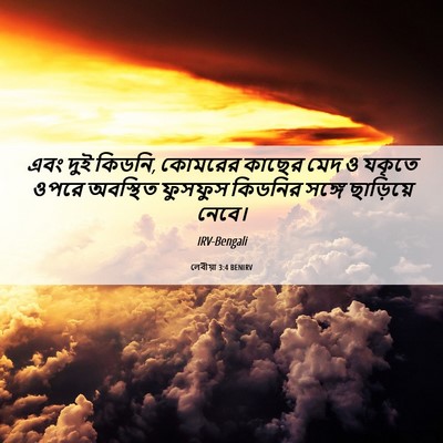 Picture 06 - লেবীয়া 3:4 BENIRV - এবং দুই কিডনি, - Bible Verse Picture