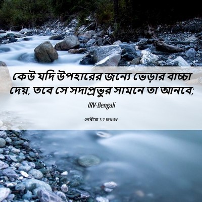 Picture 06 - লেবীয়া 3:7 BENIRV - কেউ যদি উপহারের - Bible Verse Picture