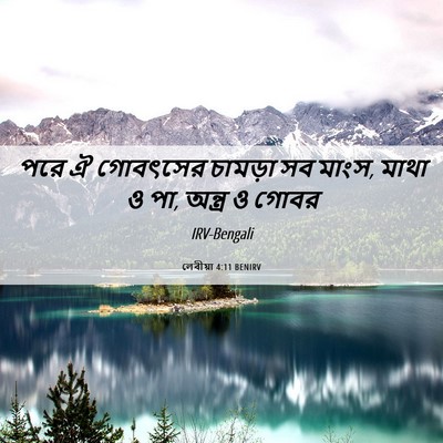 Picture 06 - লেবীয়া 4:11 BENIRV - পরে ঐ গোবৎসের - Bible Verse Picture