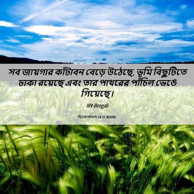 Picture 06 - হিতোপদেশ 24:31 BENIRV - সব জায়গার - Bible Verse Picture