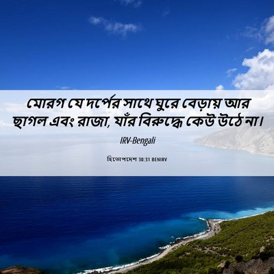 Picture 06 - হিতোপদেশ 30:31 BENIRV - মোরগ যে দর্পের - Bible Verse Picture
