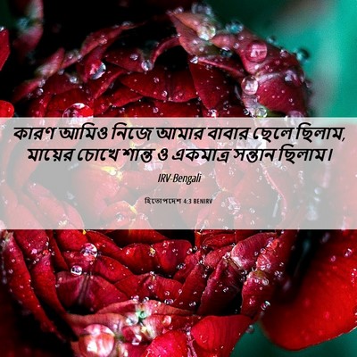 Picture 06 - হিতোপদেশ 4:3 BENIRV - কারণ আমিও নিজে - Bible Verse Picture