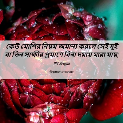 Picture 06 - হিব্রুদের 10:28 BENIRV - কেউ মোশির নিয়ম - Bible Verse Picture