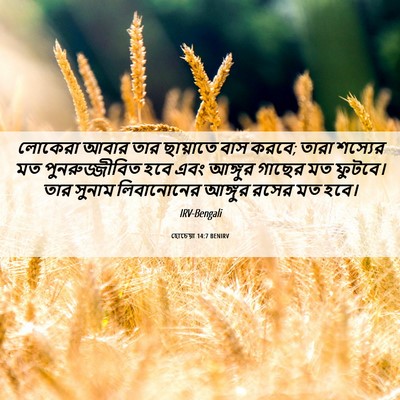 Picture 06 - হোচেয়া 14:7 BENIRV - লোকেরা আবার তার - Bible Verse Picture