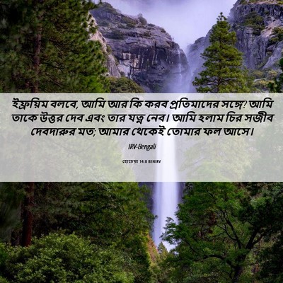 Picture 06 - হোচেয়া 14:8 BENIRV - ইফ্রয়িম বলবে, আমি - Bible Verse Picture