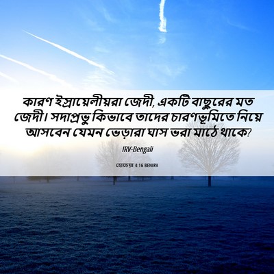 Picture 06 - হোচেয়া 4:16 BENIRV - কারণ - Bible Verse Picture