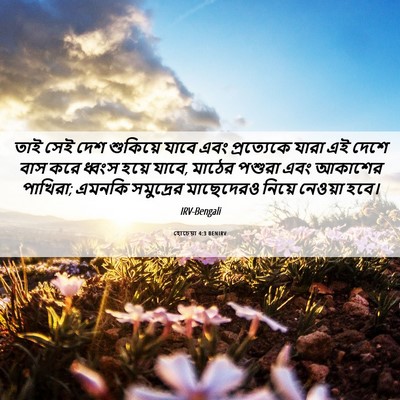 Picture 06 - হোচেয়া 4:3 BENIRV - তাই সেই দেশ - Bible Verse Picture