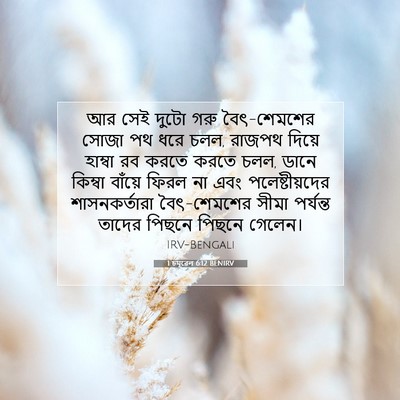 Picture 07 - 1 চমূৱেল 6:12 BENIRV - আর সেই দুটো গরু - Bible Verse Picture