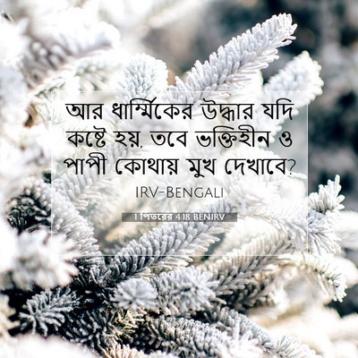 Picture 07 - 1 পিতরের 4:18 BENIRV - আর ধার্ম্মিকের - Bible Verse Picture