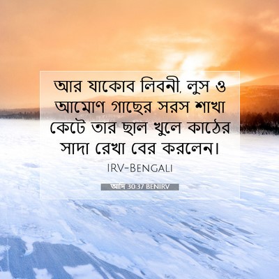 Picture 07 - আদি 30:37 BENIRV - আর যাকোব লিবনী, লুস - Bible Verse Picture