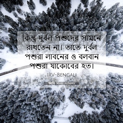 Picture 07 - আদি 30:42 BENIRV - কিন্তু দুর্বল - Bible Verse Picture