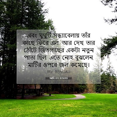 Picture 07 - আদি 8:11 BENIRV - এবং ঘুঘুটি - Bible Verse Picture