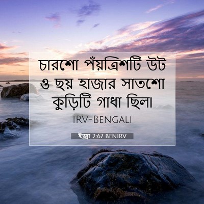 Picture 07 - ইজ্ৰা 2:67 BENIRV - চারশো পঁয়ত্রিশটি - Bible Verse Picture