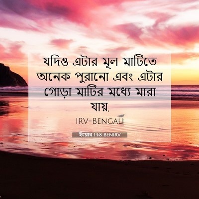 Picture 07 - ইয়োব 14:8 BENIRV - যদিও এটার মূল - Bible Verse Picture