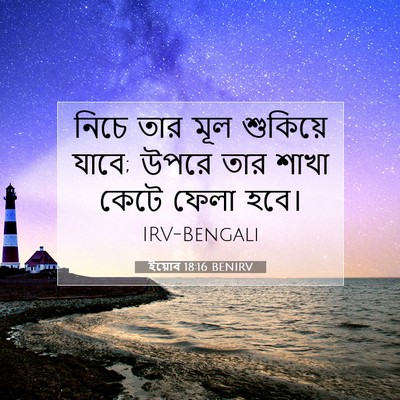 Picture 07 - ইয়োব 18:16 BENIRV - নিচে তার মূল - Bible Verse Picture