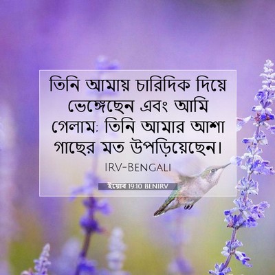 Picture 07 - ইয়োব 19:10 BENIRV - তিনি আমায় - Bible Verse Picture