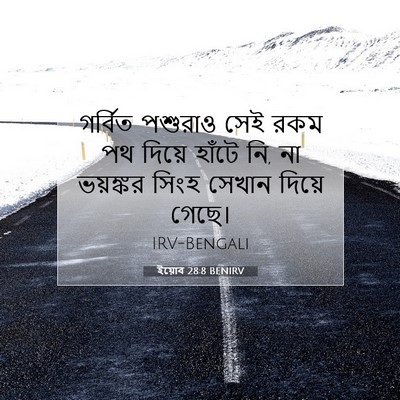 Picture 07 - ইয়োব 28:8 BENIRV - গর্বিত পশুরাও সেই - Bible Verse Picture