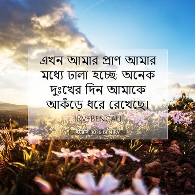 Picture 07 - ইয়োব 30:16 BENIRV - এখন আমার প্রাণ - Bible Verse Picture