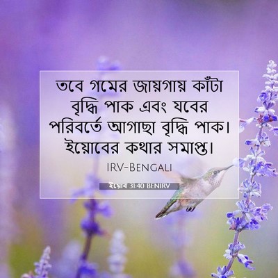 Picture 07 - ইয়োব 31:40 BENIRV - তবে গমের জায়গায় - Bible Verse Picture