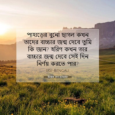Picture 07 - ইয়োব 39:1 BENIRV - পাহাড়ের বুনো - Bible Verse Picture