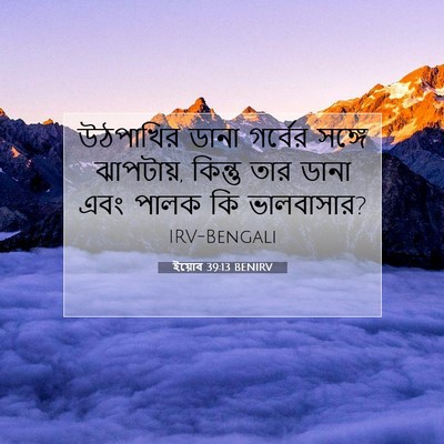 Picture 07 - ইয়োব 39:13 BENIRV - উঠপাখির ডানা - Bible Verse Picture