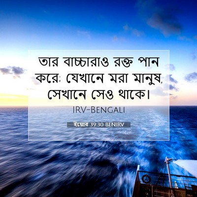 Picture 07 - ইয়োব 39:30 BENIRV - তার বাচ্চারাও - Bible Verse Picture