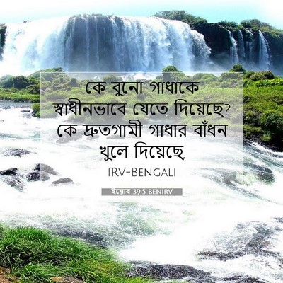 Picture 07 - ইয়োব 39:5 BENIRV - কে বুনো গাধাকে - Bible Verse Picture