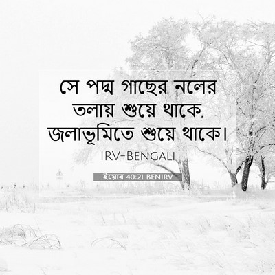 Picture 07 - ইয়োব 40:21 BENIRV - সে পদ্ম গাছের নলের - Bible Verse Picture