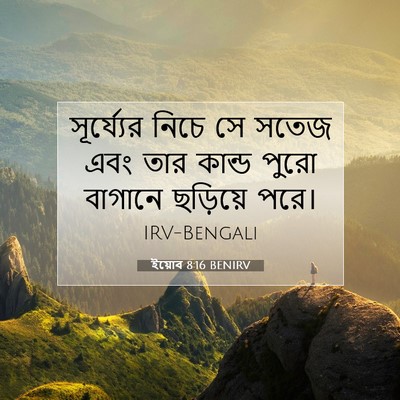 Picture 07 - ইয়োব 8:16 BENIRV - সূর্য্যের নিচে সে - Bible Verse Picture