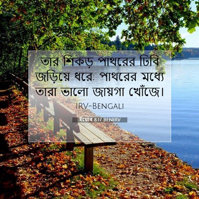 Picture 07 - ইয়োব 8:17 BENIRV - তার শিকড় পাথরের - Bible Verse Picture