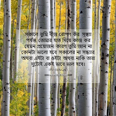 Picture 07 - উপদেশক 11:6 BENIRV - সকালে তুমি বীজ - Bible Verse Picture