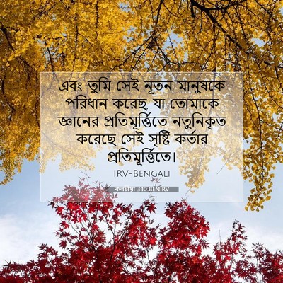 Picture 07 - কলচীয়া 3:10 BENIRV - এবং তুমি সেই নূতন - Bible Verse Picture