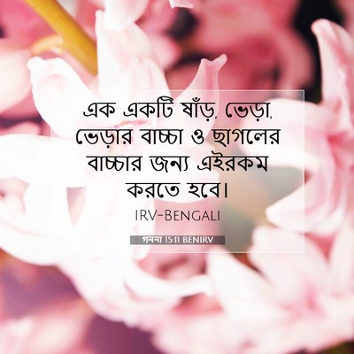 Picture 07 - গননা 15:11 BENIRV - এক একটি ষাঁড়, - Bible Verse Picture