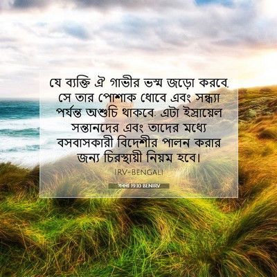 Picture 07 - গননা 19:10 BENIRV - যে ব্যক্তি ঐ গাভীর - Bible Verse Picture