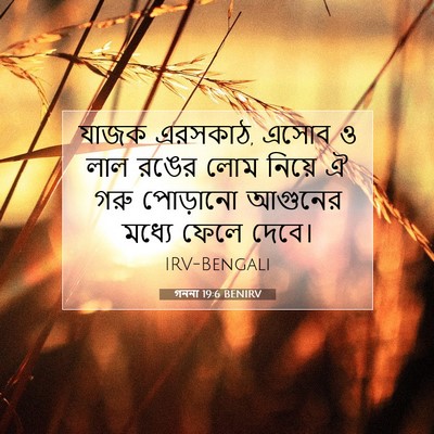 Picture 07 - গননা 19:6 BENIRV - যাজক এরসকাঠ, এসোব ও - Bible Verse Picture