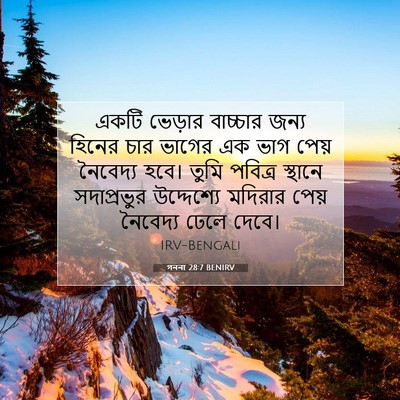 Picture 07 - গননা 28:7 BENIRV - একটি ভেড়ার - Bible Verse Picture