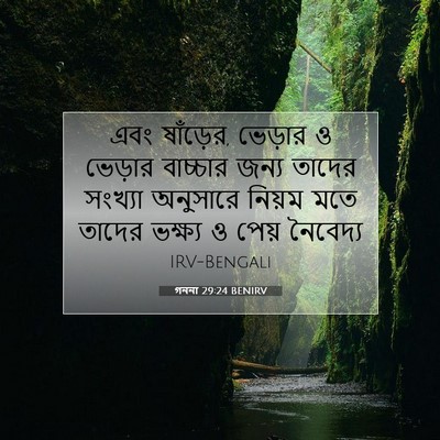Picture 07 - গননা 29:24 BENIRV - এবং ষাঁড়ের, - Bible Verse Picture