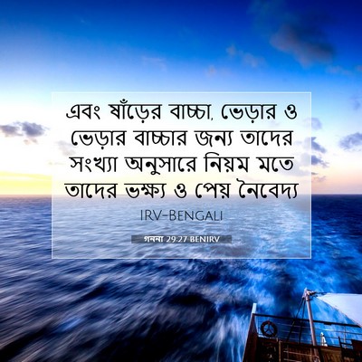 Picture 07 - গননা 29:27 BENIRV - এবং ষাঁড়ের - Bible Verse Picture