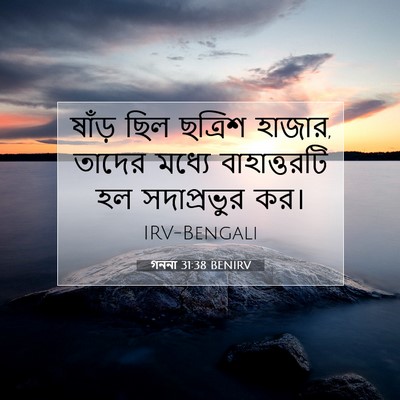 Picture 07 - গননা 31:38 BENIRV - ষাঁড় ছিল ছত্রিশ - Bible Verse Picture