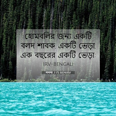 Picture 07 - গননা 7:75 BENIRV - হোমবলির জন্য একটি - Bible Verse Picture