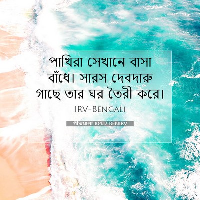 Picture 07 - গীতমালা 104:17 BENIRV - পাখিরা সেখানে - Bible Verse Picture